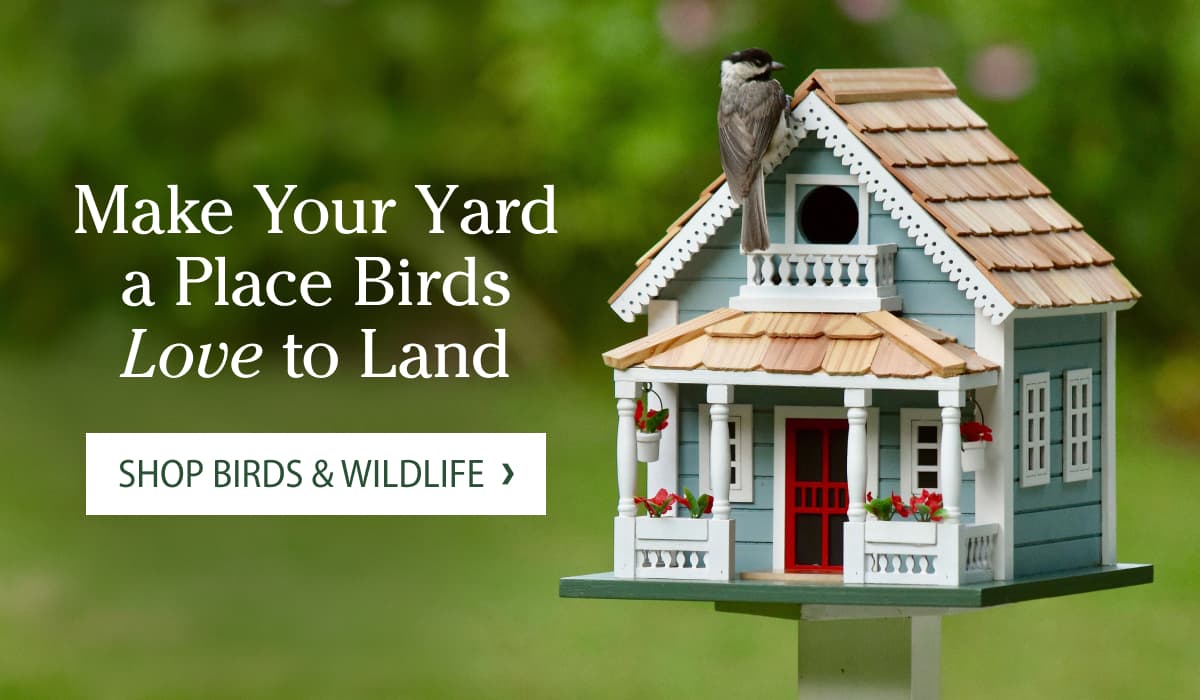 Make Your Yard a Place Birds Love to Land Shop Birds & Wildlife >